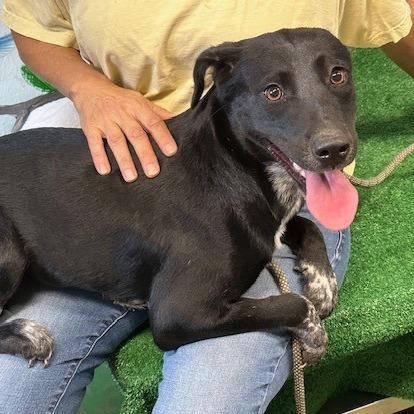 Cookie, Adoptable, Adult Female Labrador Retriever.