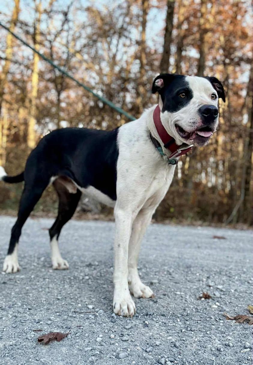FINN, Adoptable, Young Male Pit Bull Terrier.