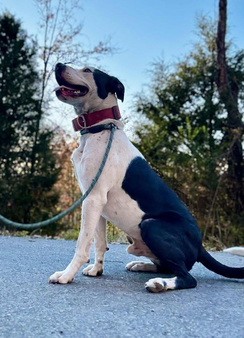 Enlarge FINN, a Adoptable mixed breed in Waverly, TN image 2/4