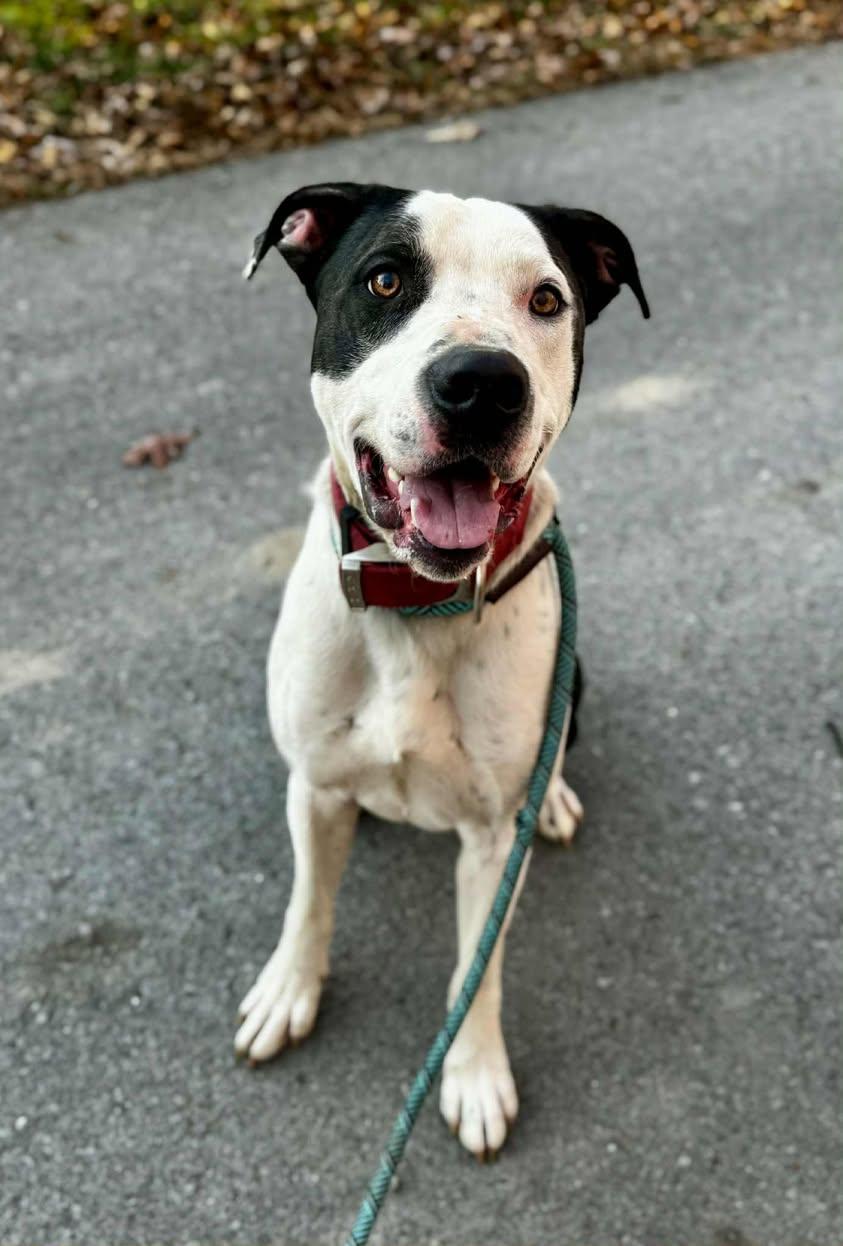 Enlarge FINN, a Adoptable mixed breed in Waverly, TN image 3/4