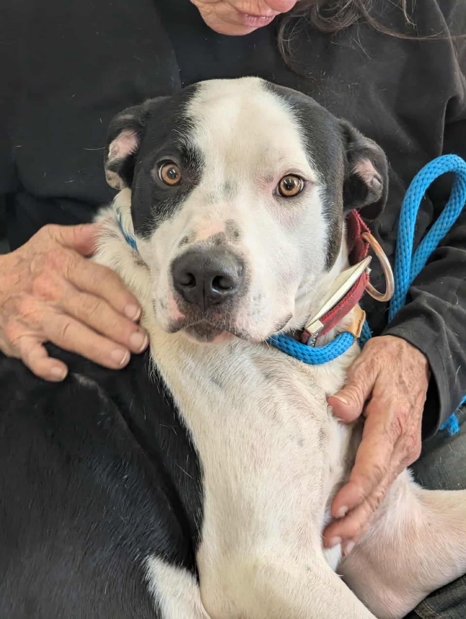 Enlarge FINN, a Adoptable mixed breed in Waverly, TN image 4/4