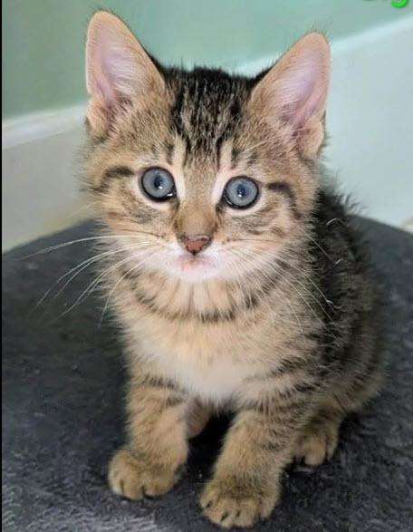 Enlarge Alpha MD, an adopted Tabby in West Bloomfield, MI image 1/1