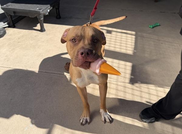 Enlarge Almond, a Adoptable mixed breed in Staten Island, NY image 1/3