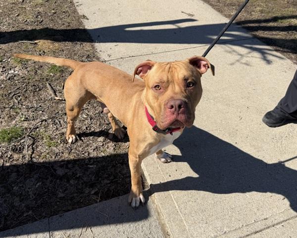 Enlarge Almond, a Adoptable mixed breed in Staten Island, NY image 2/3