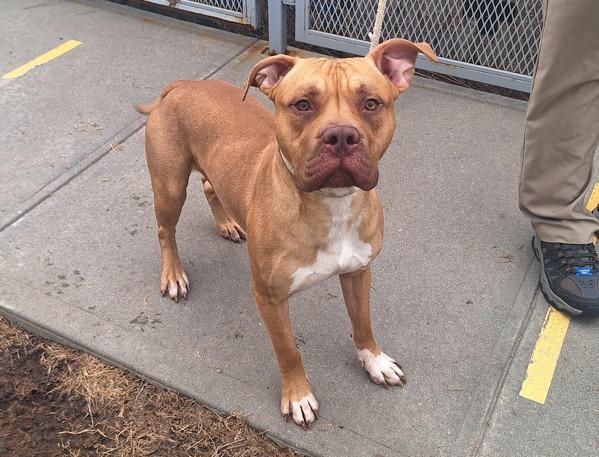 Enlarge Almond, a Adoptable mixed breed in Staten Island, NY image 3/3