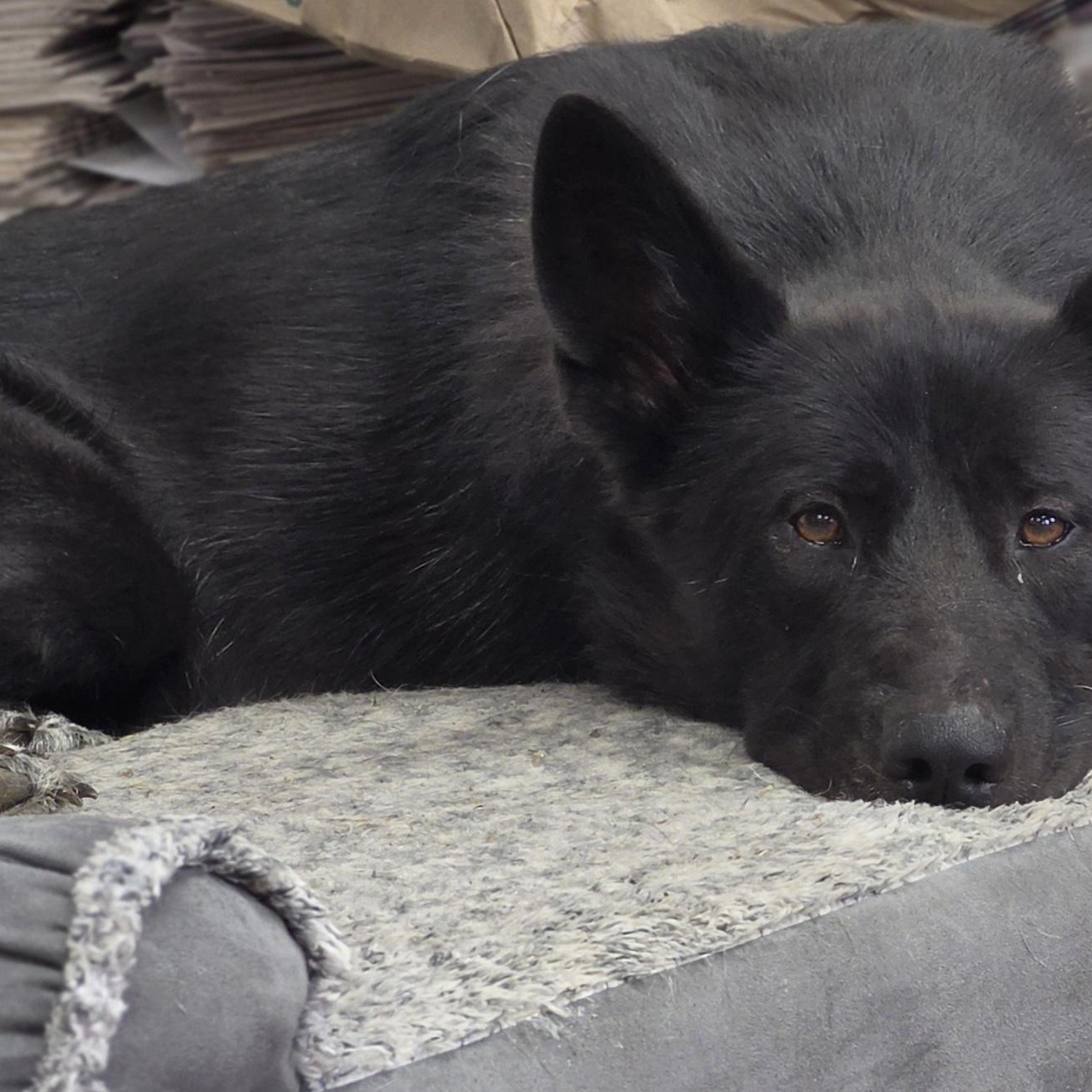 Natara, Adoptable, Young Female German Shepherd Dog.