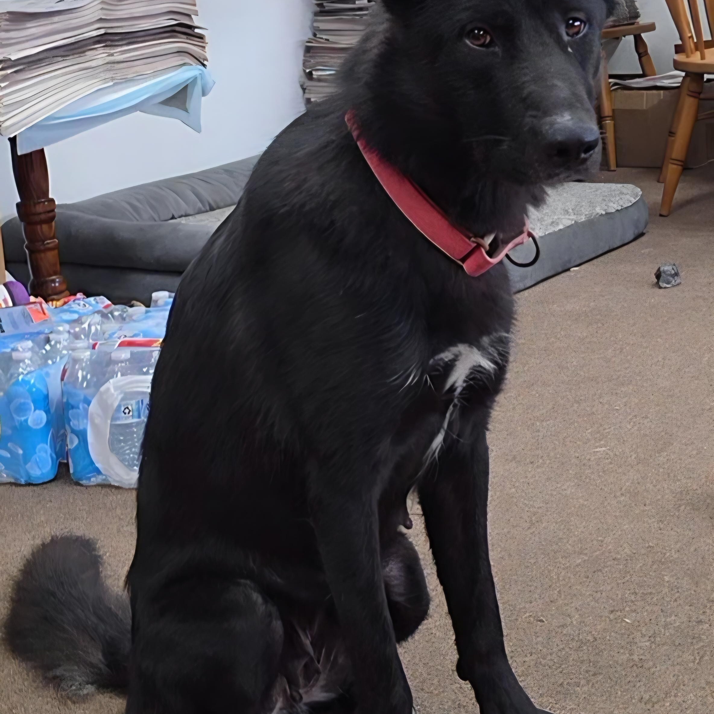 Enlarge Natara, a Adoptable German Shepherd Dog in LaGrange, IN image 5/6