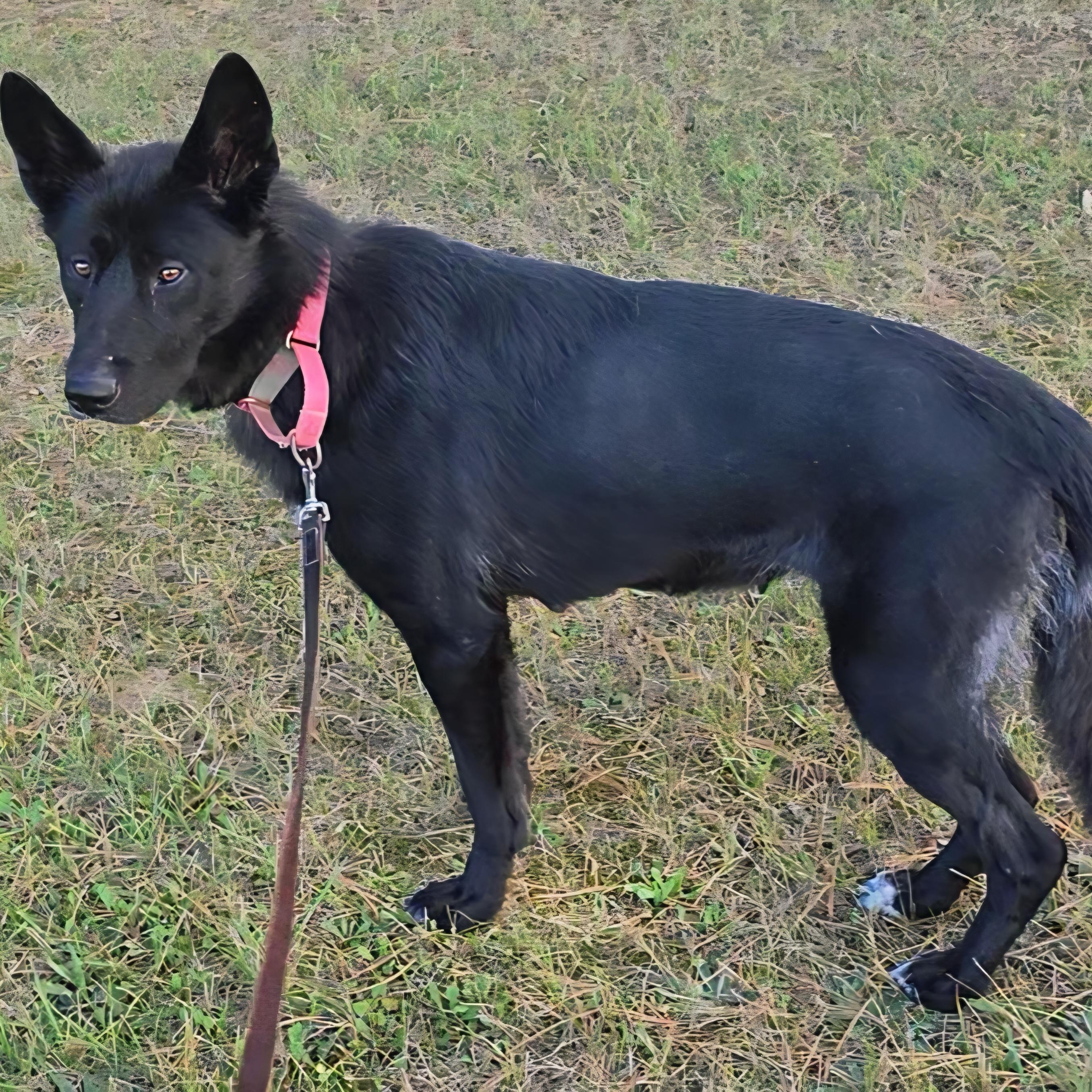 Enlarge Natara, a Adoptable German Shepherd Dog in LaGrange, IN image 4/6
