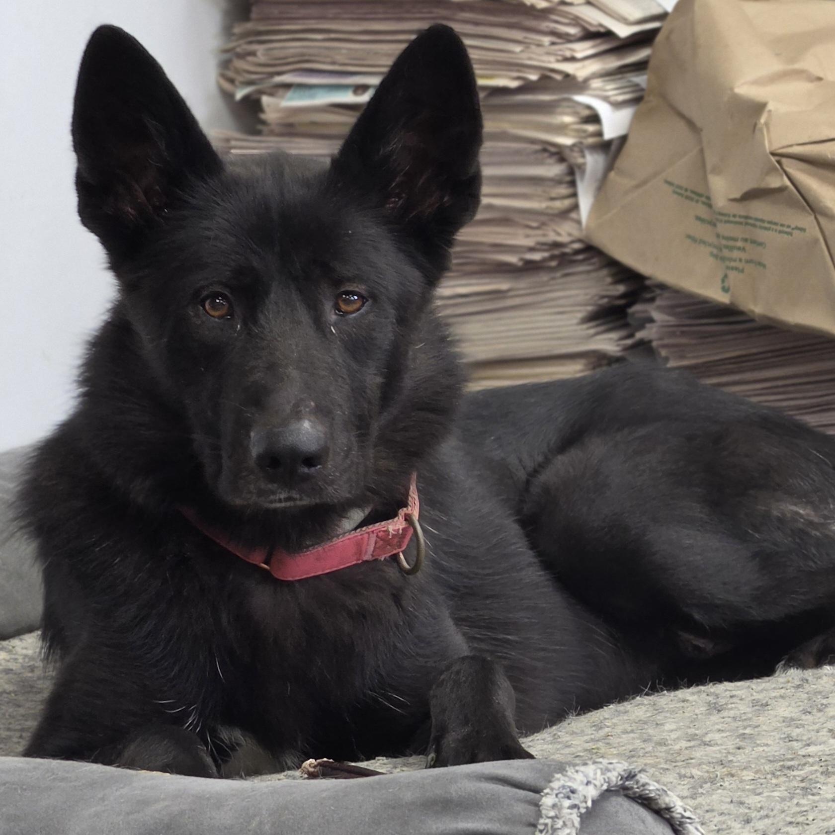 Enlarge Natara, a Adoptable German Shepherd Dog in LaGrange, IN image 2/6