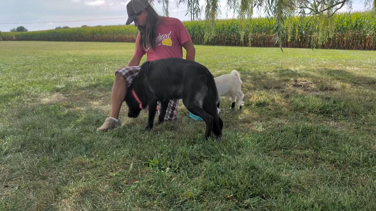 Enlarge Natara, a Adoptable German Shepherd Dog in LaGrange, IN video 6/6