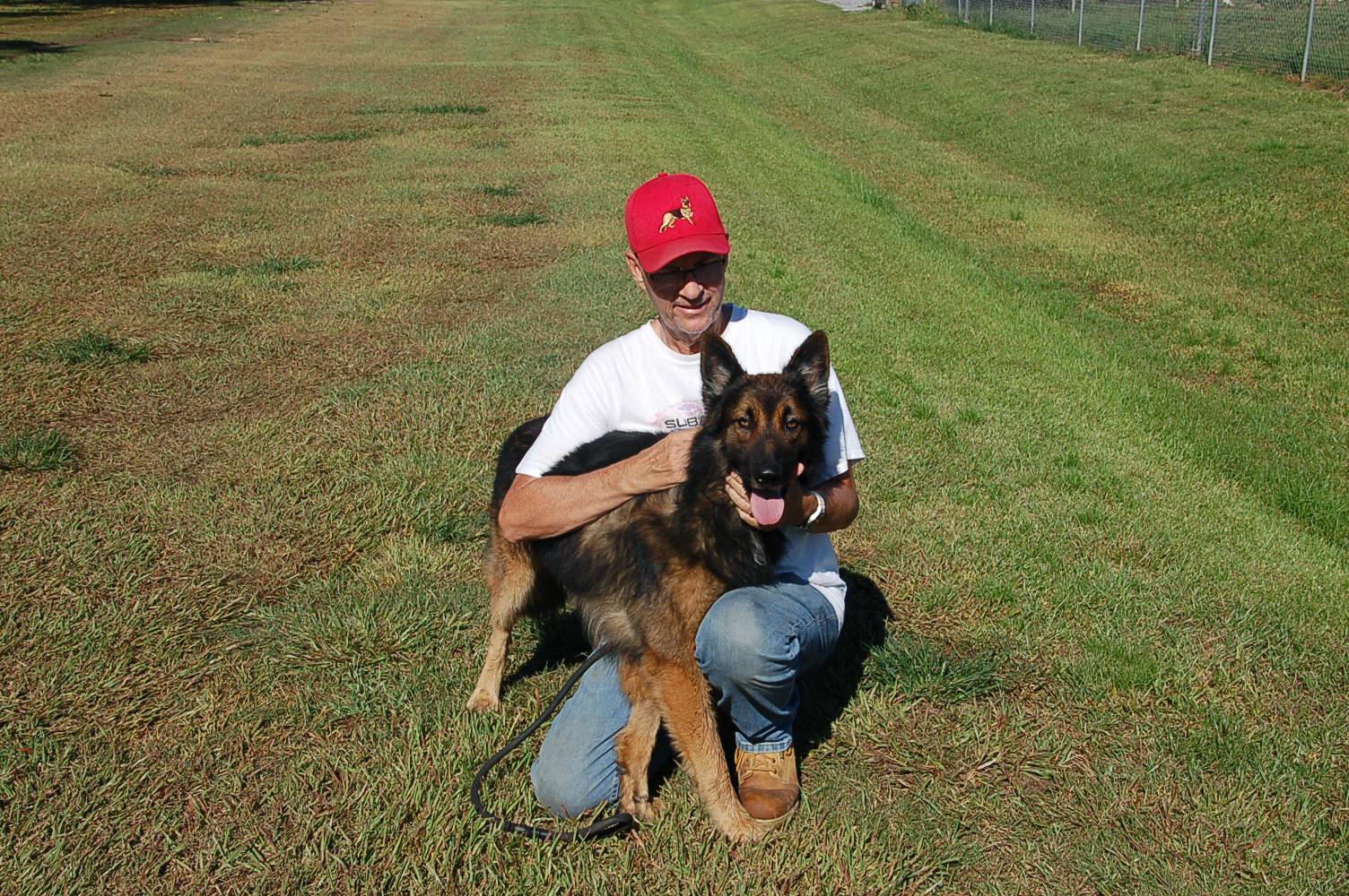 MILLO, Adoptable, Adult Male German Shepherd Dog.