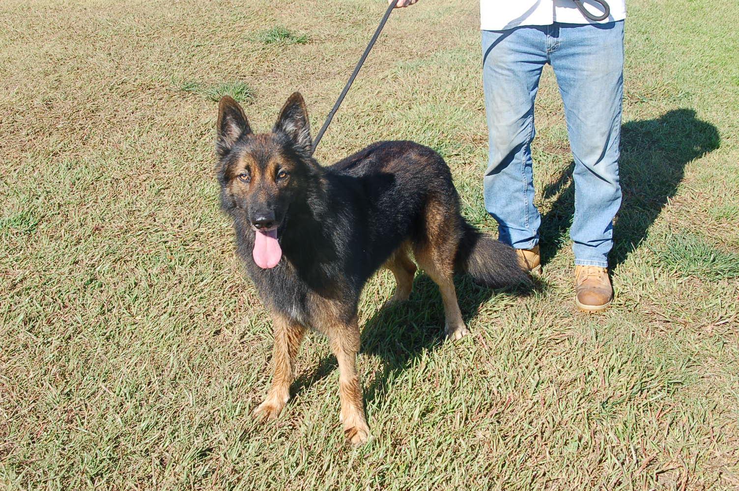 MILLO, a Adoptable German Shepherd Dog in Preston, CT image 3/6