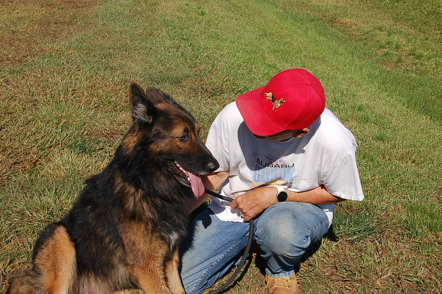 MILLO, a Adoptable German Shepherd Dog in Preston, CT image 2/6