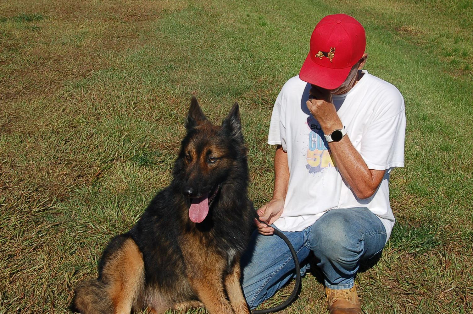 MILLO, a Adoptable German Shepherd Dog in Preston, CT image 6/6