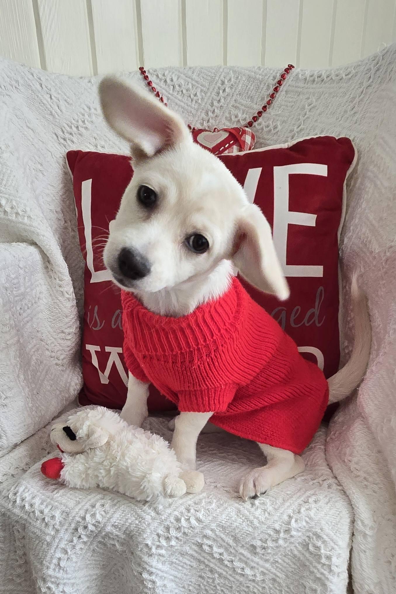 Enlarge Rouge, an adopted mixed breed in Oakdale, CA image 2/2