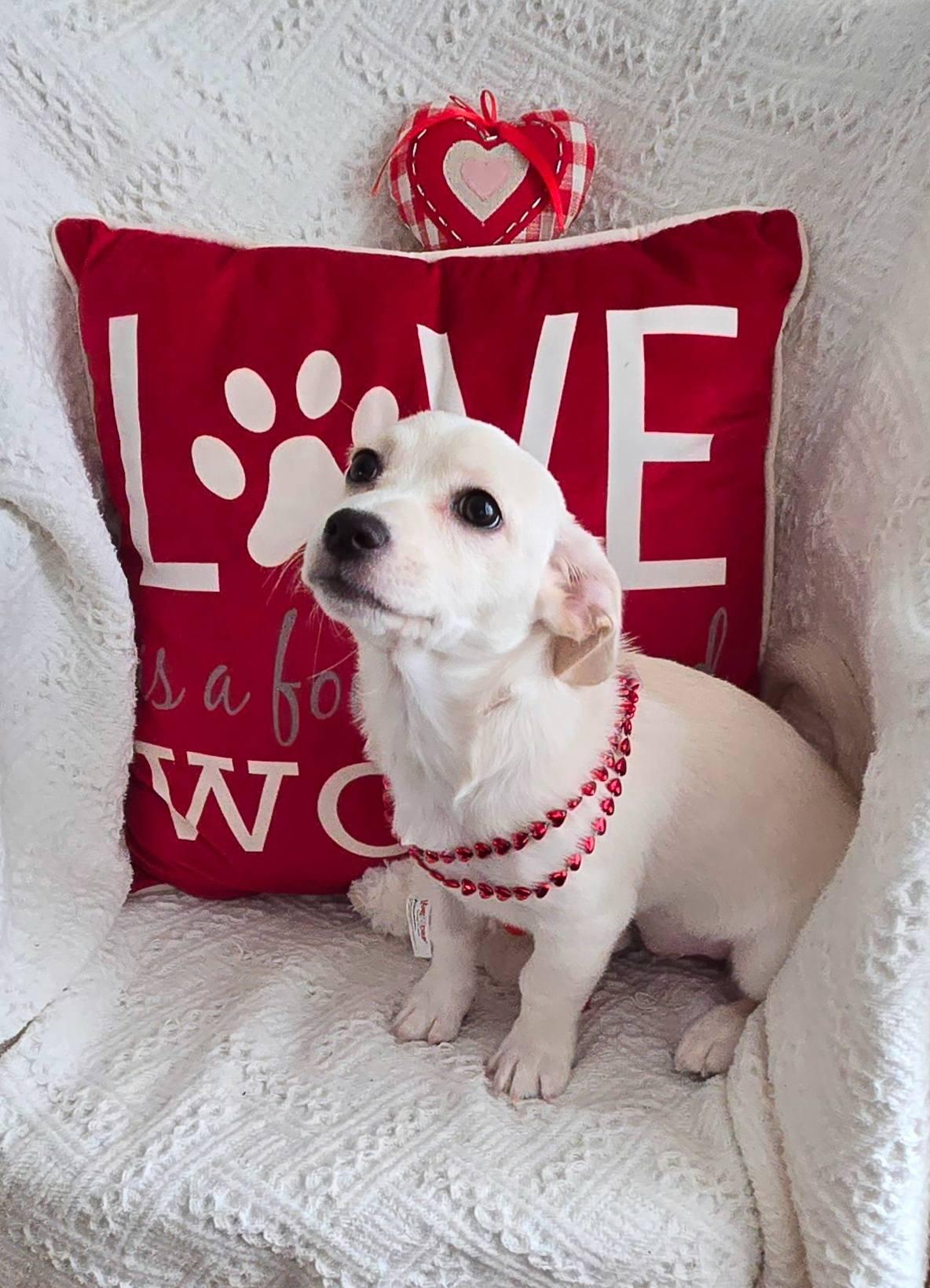 Enlarge Rouge, an adopted mixed breed in Oakdale, CA image 1/2