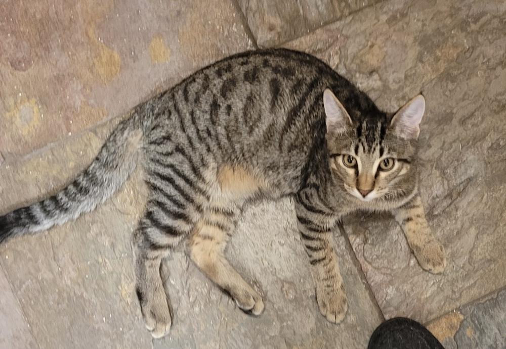 Jinx, Adoptable, Kitten Male Domestic Short Hair.