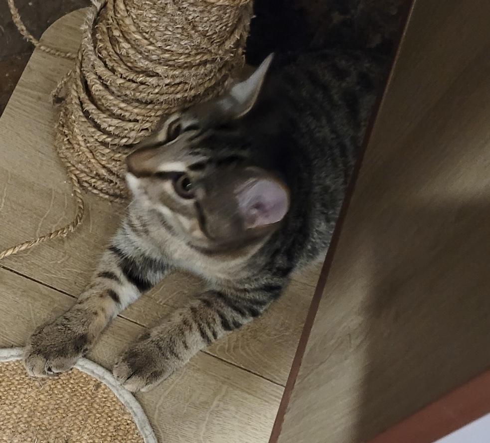 Enlarge Jinx, a Adoptable Domestic Short Hair in Bellingham, WA image 2/2