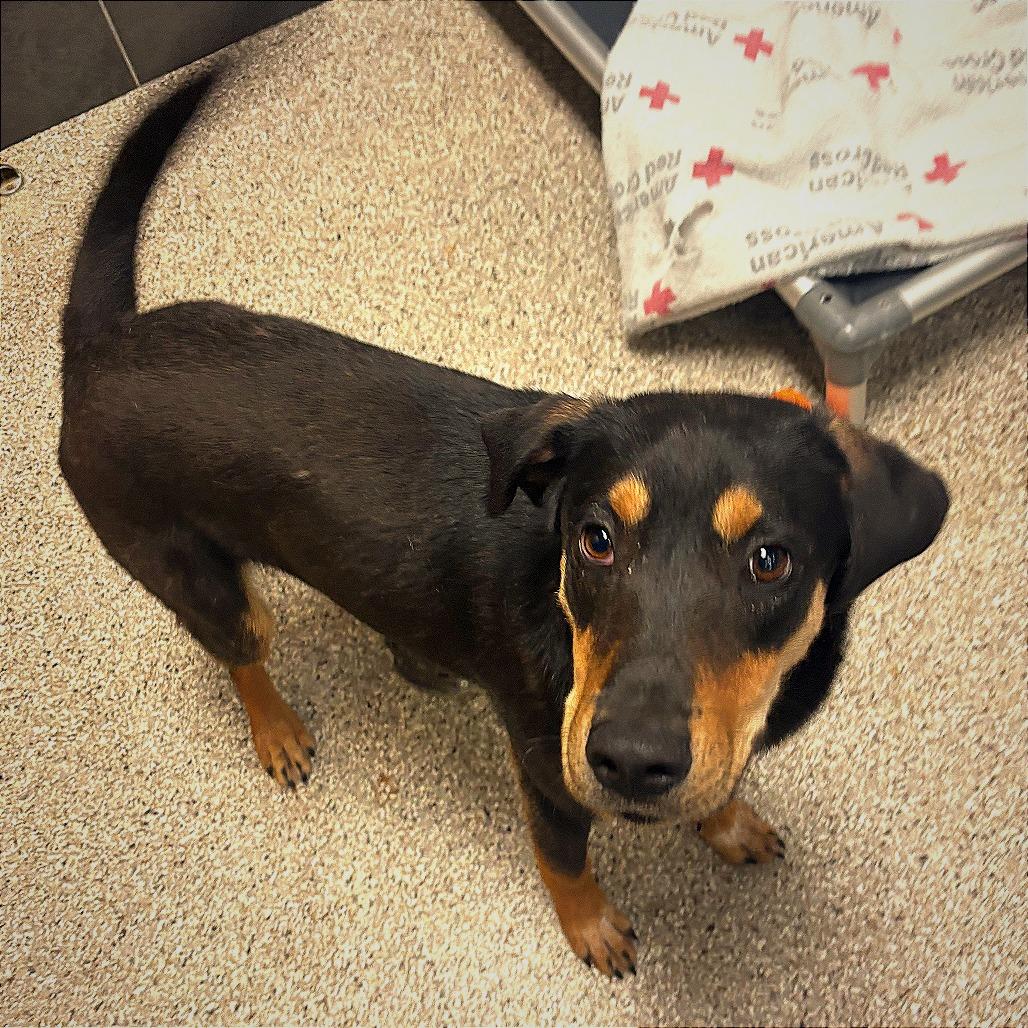 Enlarge Curtis Lo - 112801T, a Adoptable mixed breed in Tupelo, MS image 2/4