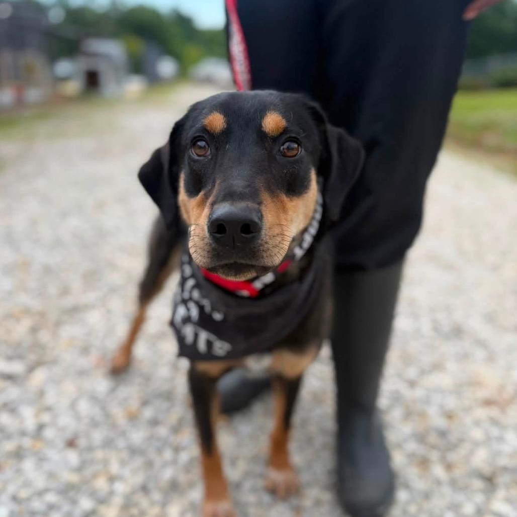 Enlarge Curtis Lo - 112801T, a Adoptable mixed breed in Tupelo, MS image 3/4