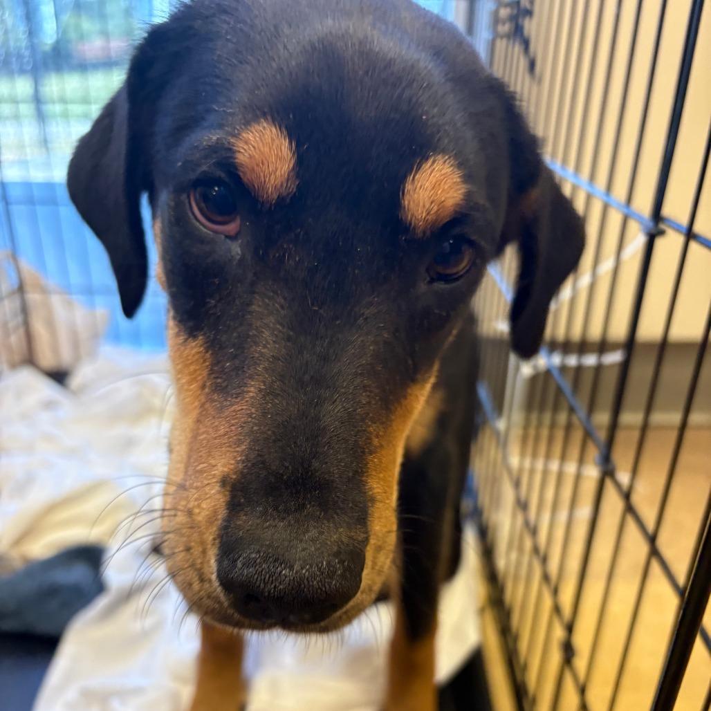 Enlarge Curtis Lo - 112801T, a Adoptable mixed breed in Tupelo, MS image 4/4