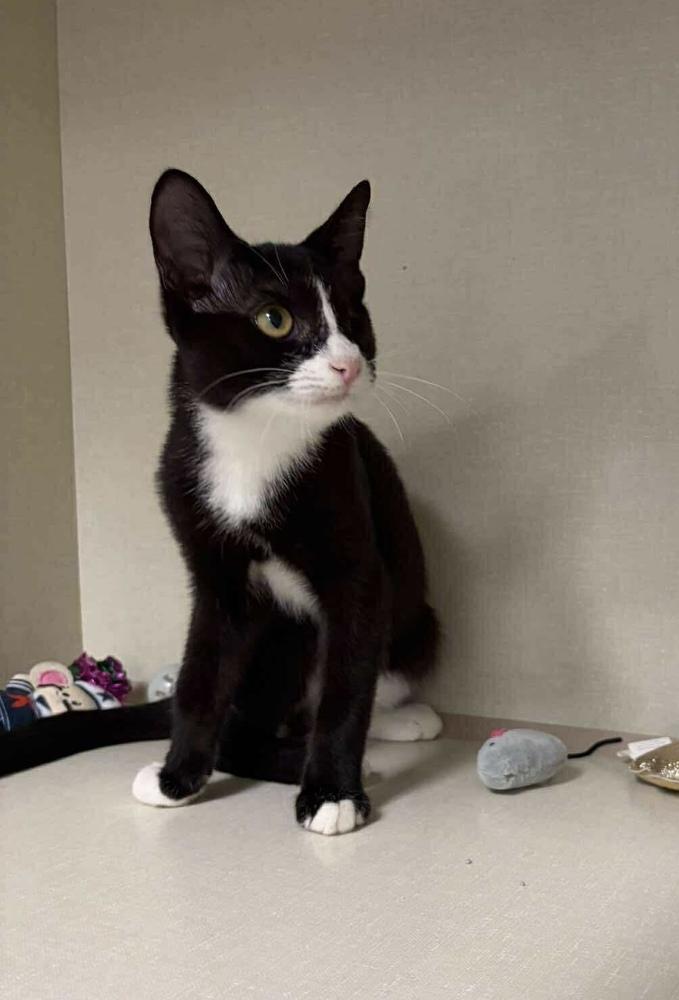 Enlarge Goose, a Adoptable Domestic Short Hair in Chicago, IL image 1/4
