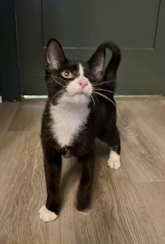 Enlarge Goose, a Adoptable Domestic Short Hair in Chicago, IL image 2/4