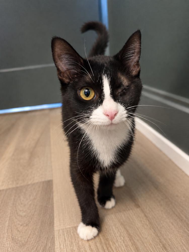 Enlarge Goose, a Adoptable Domestic Short Hair in Chicago, IL image 3/4