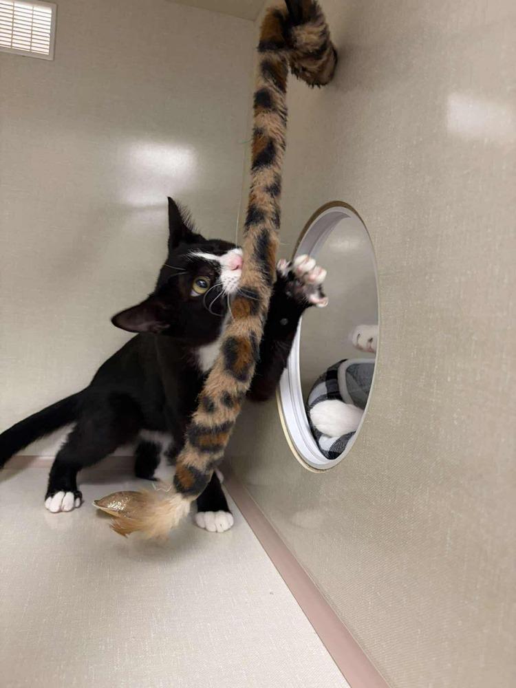 Enlarge Goose, a Adoptable Domestic Short Hair in Chicago, IL image 4/4