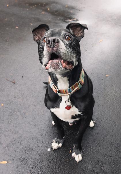 Enlarge Bright, a Adoptable mixed breed in Chicago, IL image 1/3