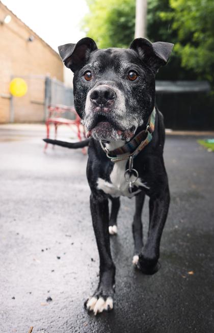 Enlarge Bright, a Adoptable mixed breed in Chicago, IL image 2/5