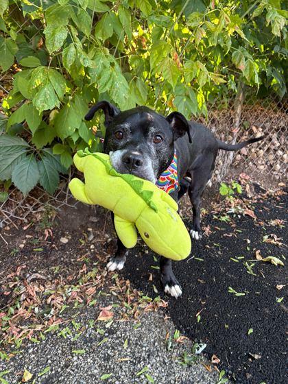 Enlarge Bright, a Adoptable mixed breed in Chicago, IL image 3/5