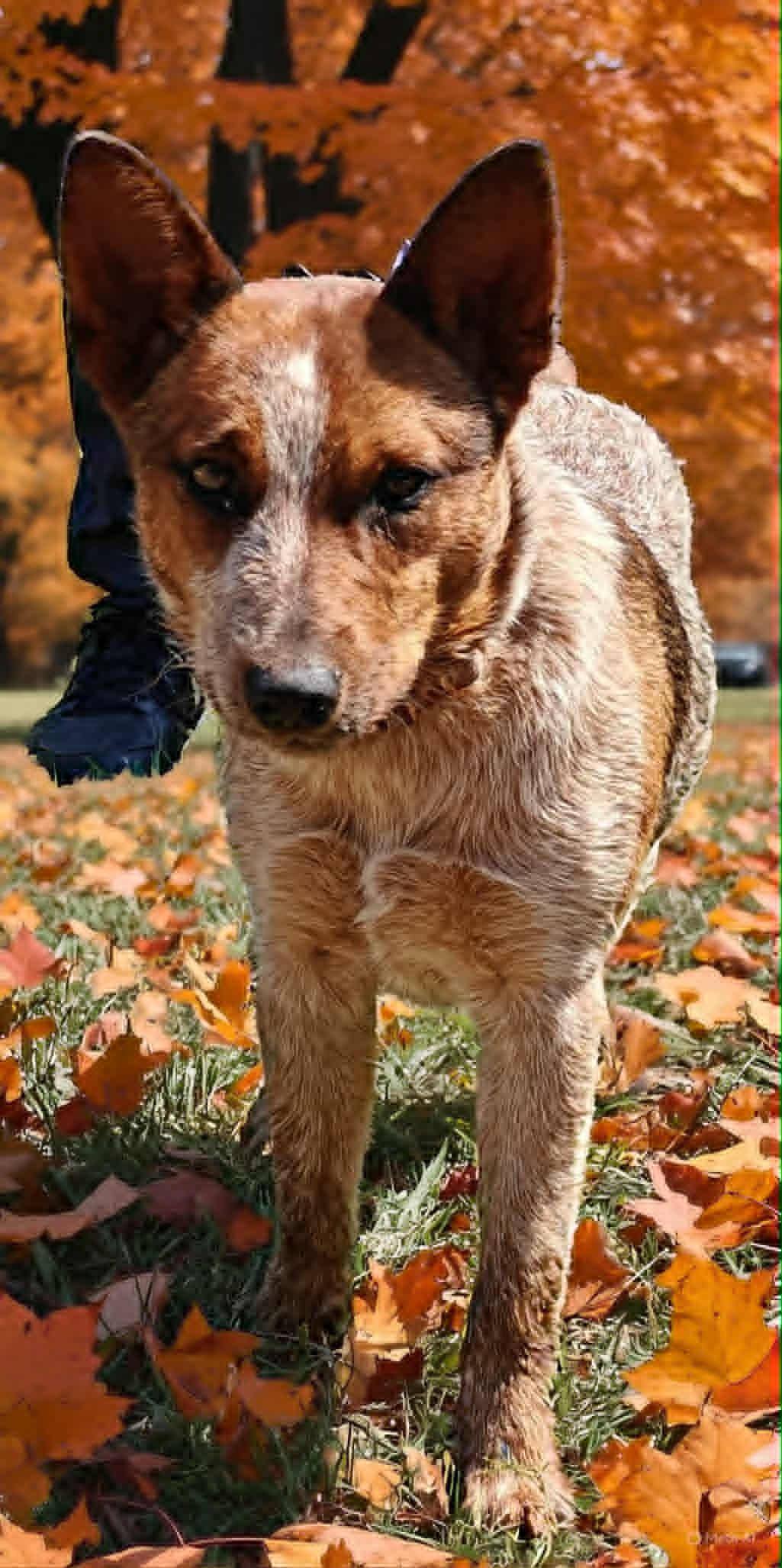 Nova 25/666, Adopted, Young Female Australian Cattle Dog / Blue Heeler.