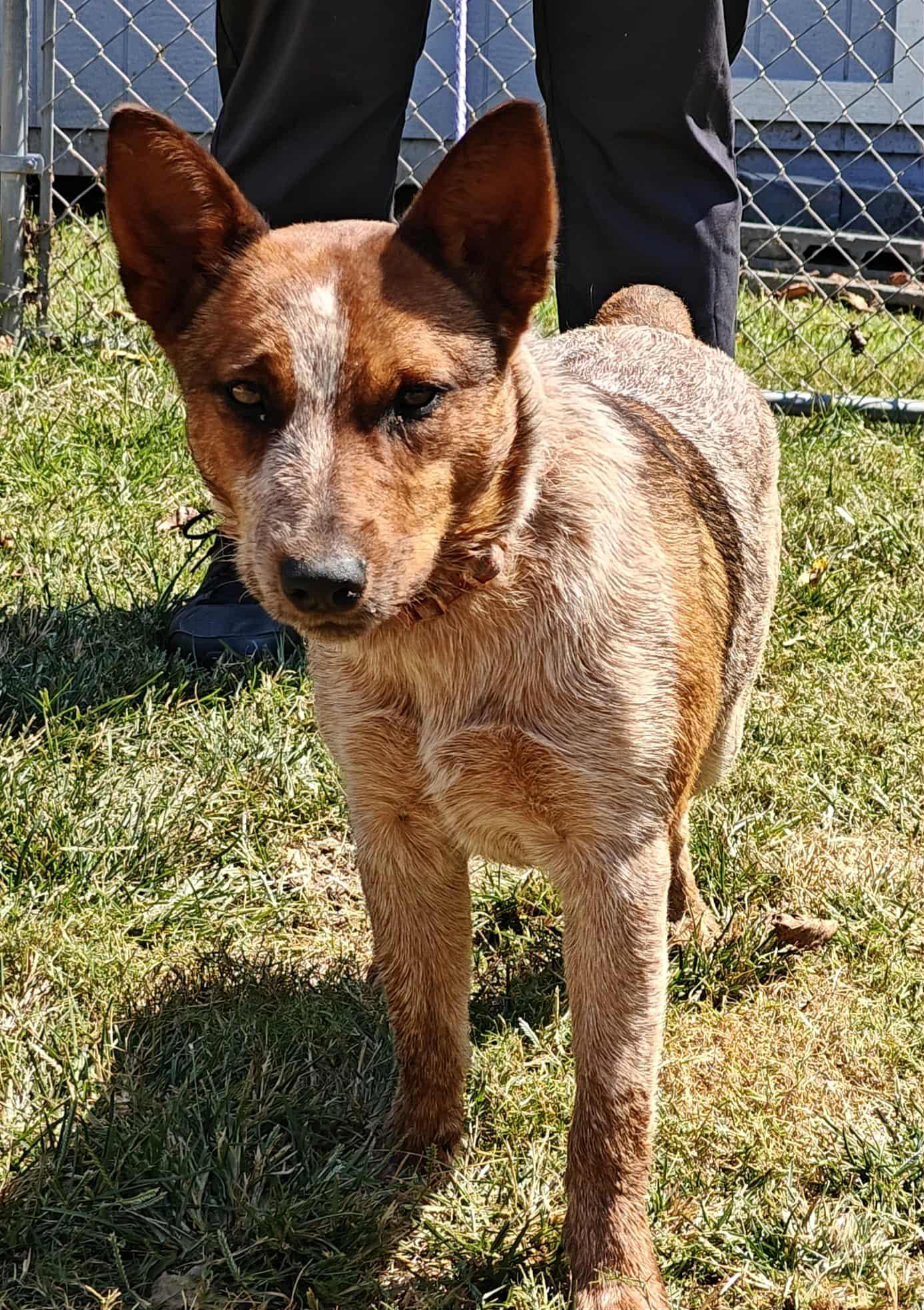 Enlarge Nova 25/666, a Adopted Australian Cattle Dog / Blue Heeler in Talladega, AL image 2/3