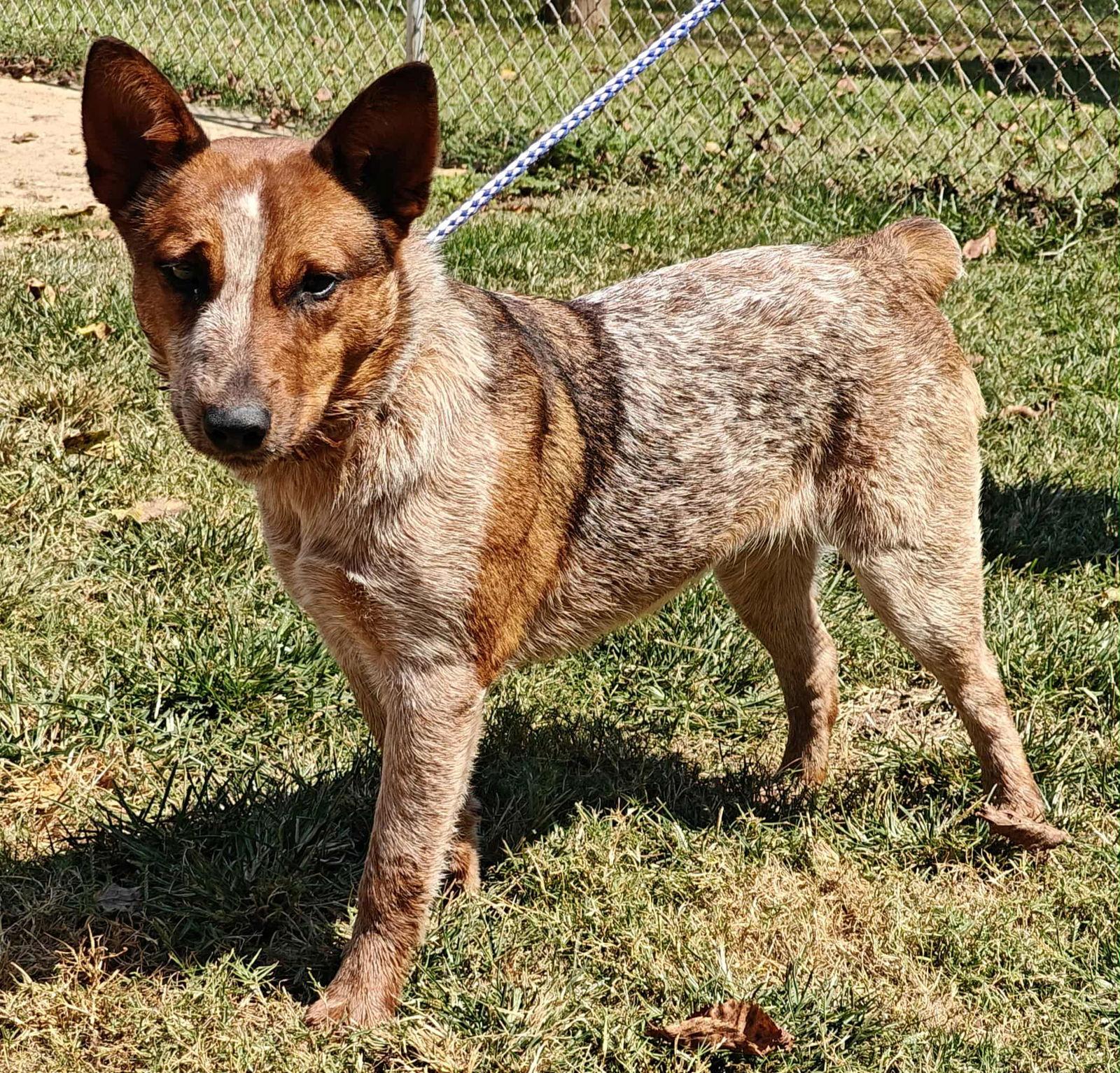 Enlarge Nova 25/666, a Adopted Australian Cattle Dog / Blue Heeler in Talladega, AL image 3/3