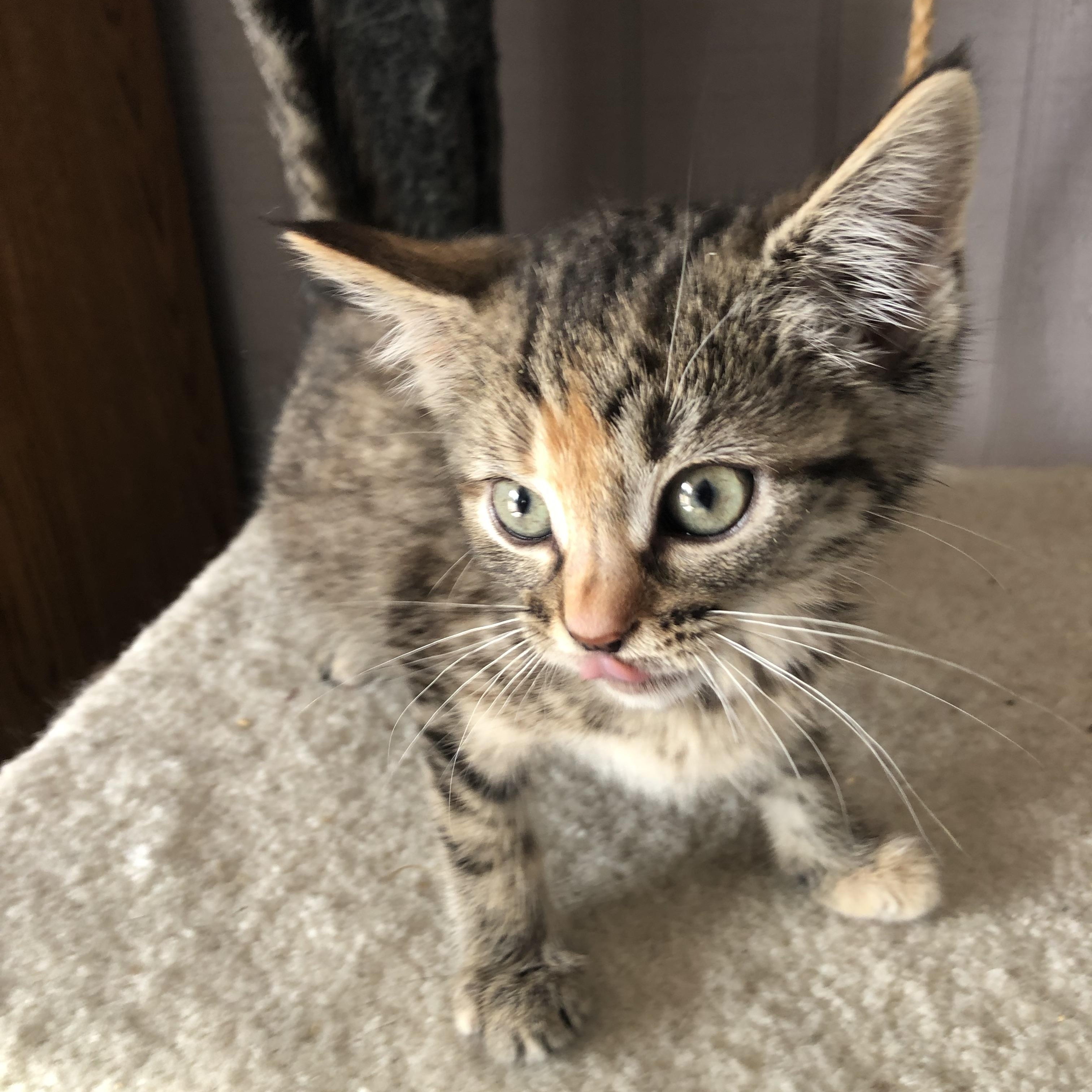Deedee, Baby Female Domestic Short Hair