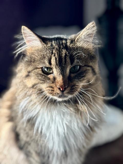 Delilah, a ADOPTABLE mixed breed in Richardson, TX image 2/3