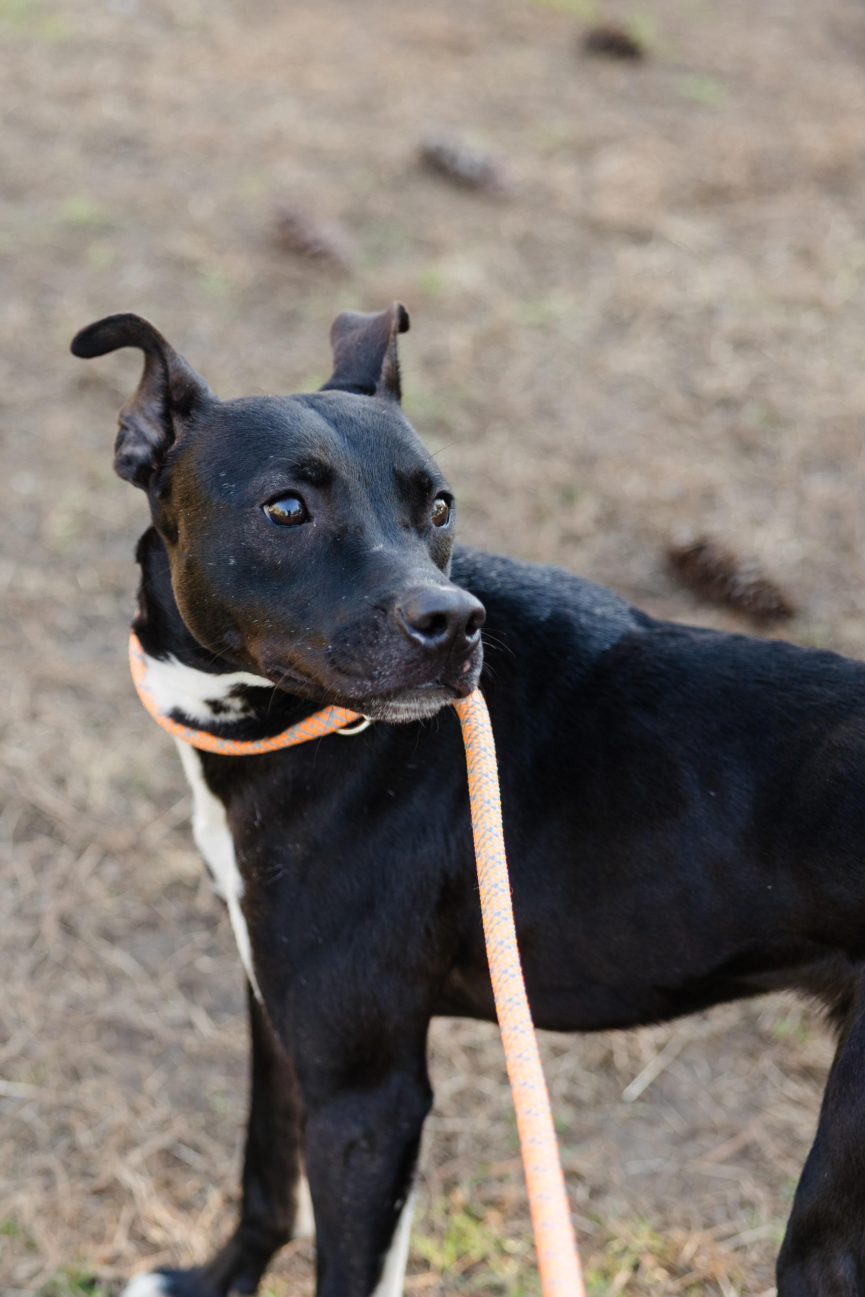 Coulda, an adoptable mixed breed in Newburgh, IN image 5/6