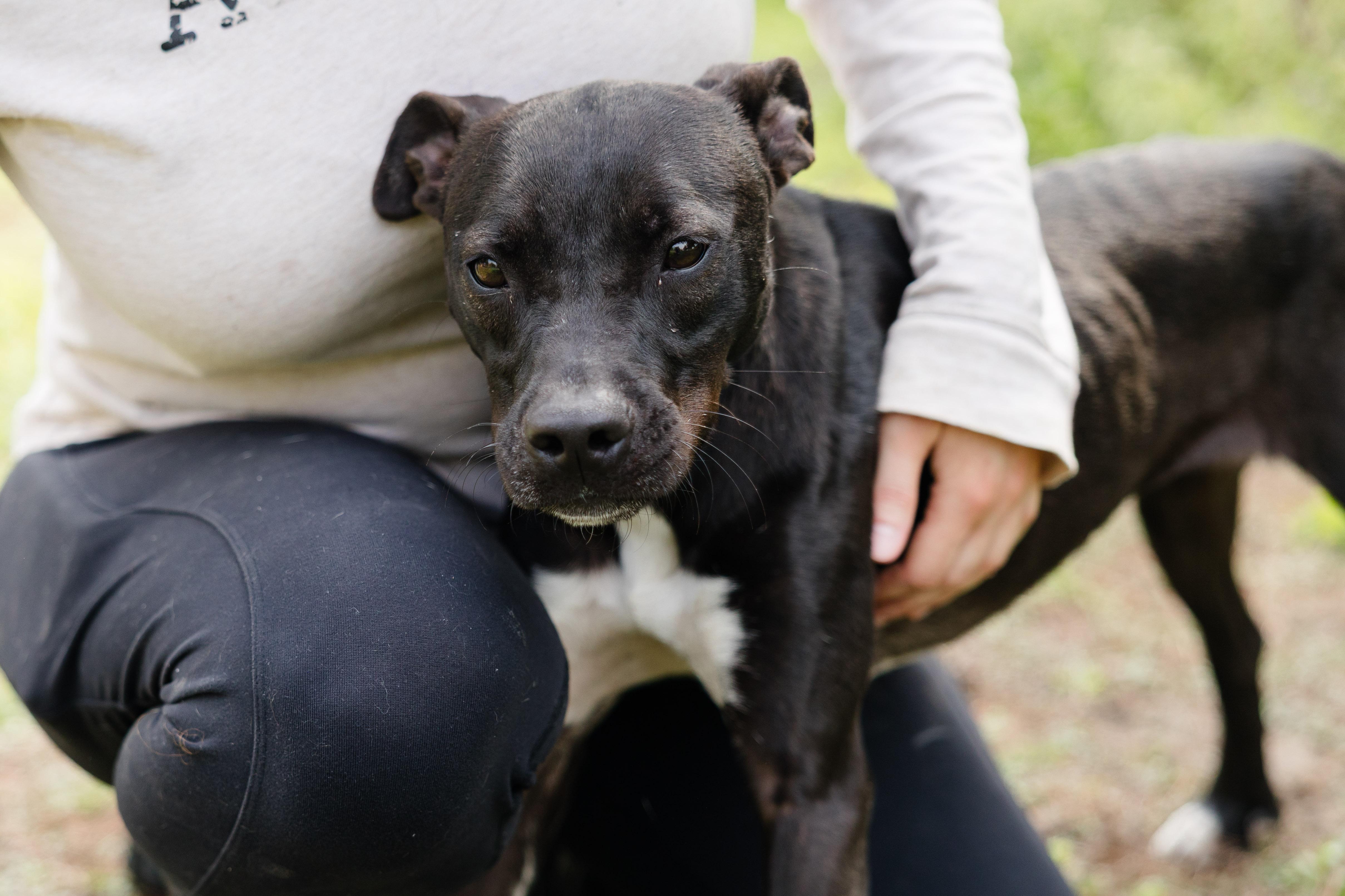 Coulda, adoptable, Adult Female Pit Bull Terrier.