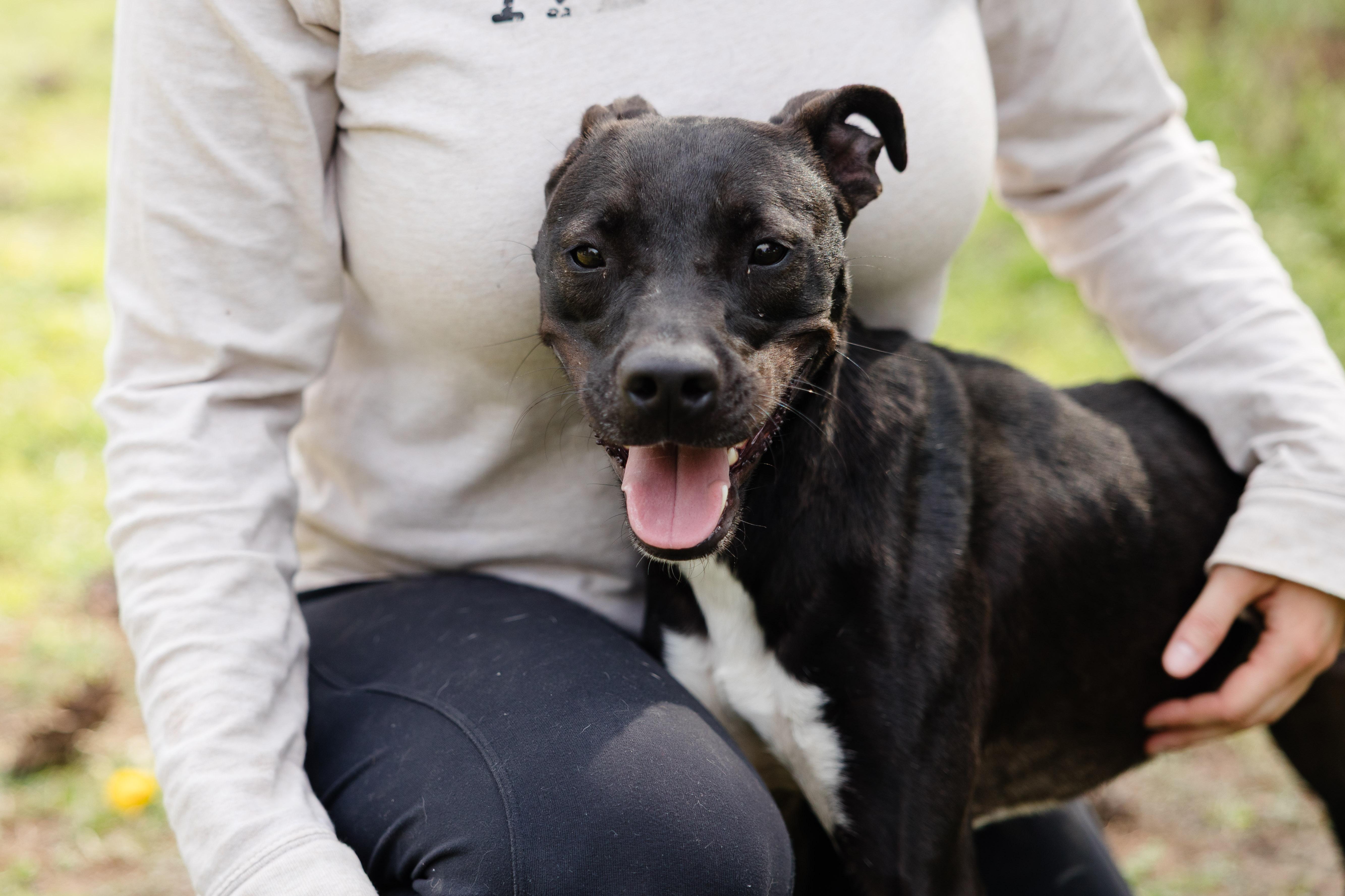 Coulda, an adoptable mixed breed in Newburgh, IN image 4/6