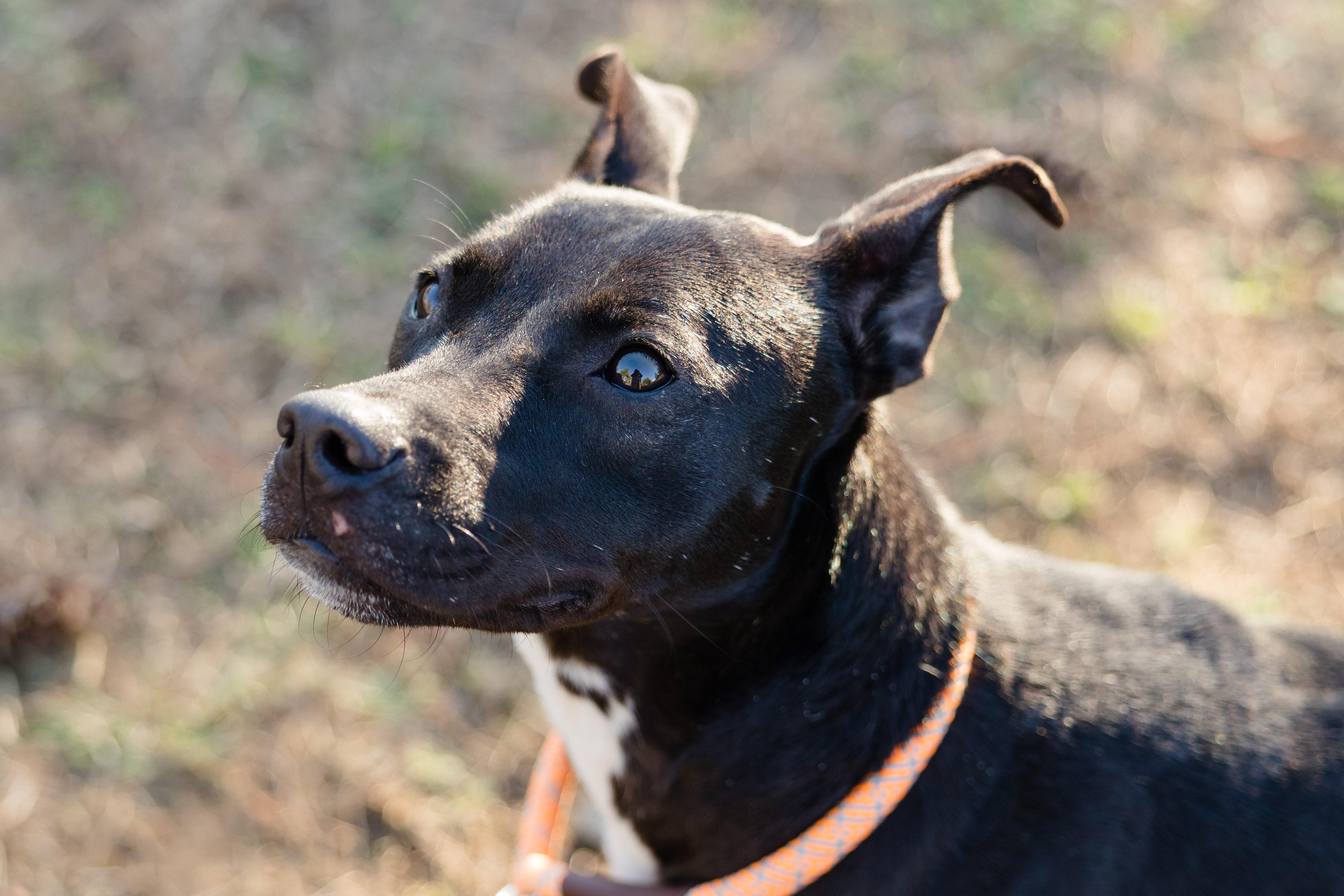 Coulda, an adoptable mixed breed in Newburgh, IN image 2/6