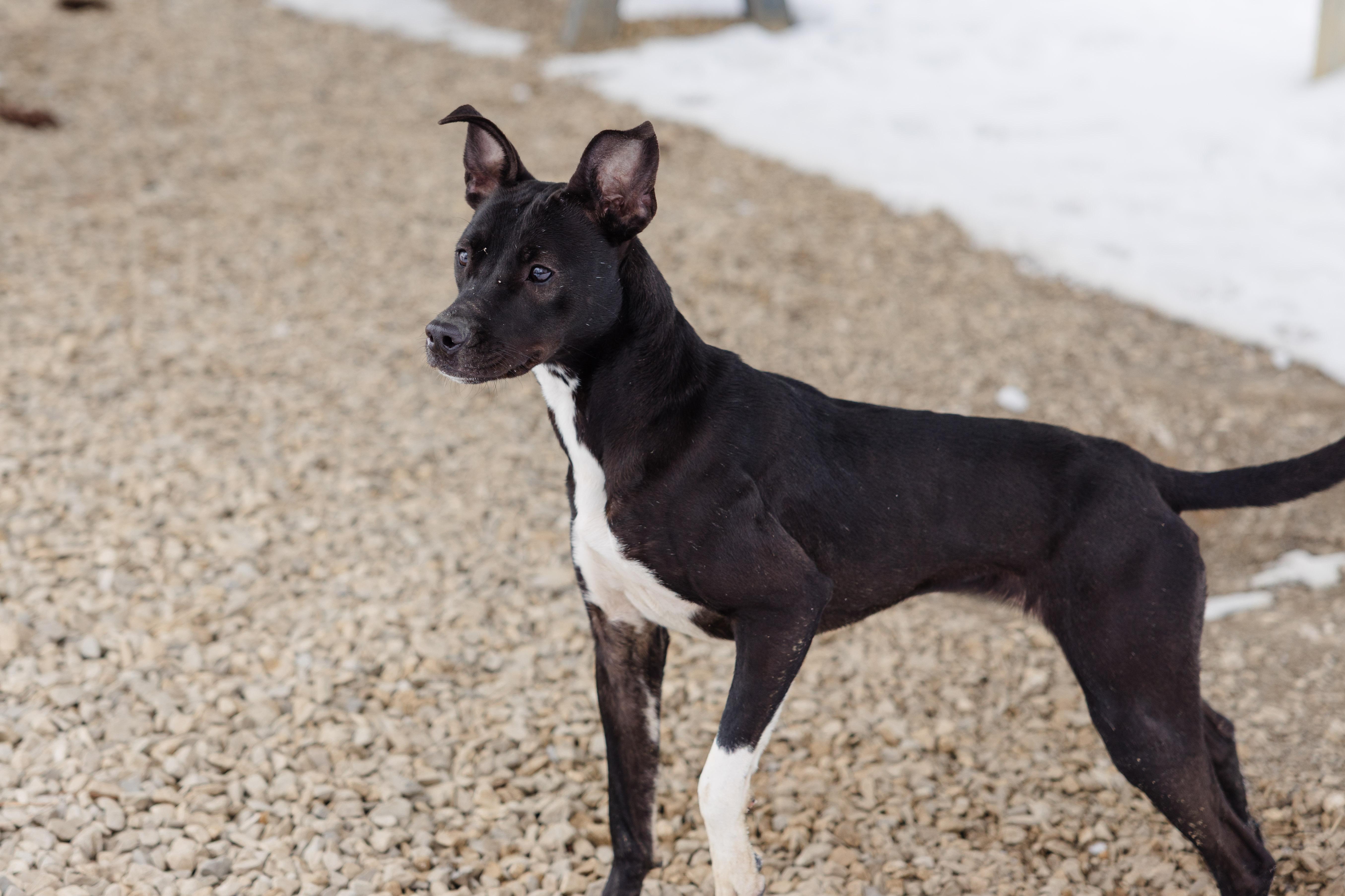 Coulda, an adoptable mixed breed in Newburgh, IN image 6/6