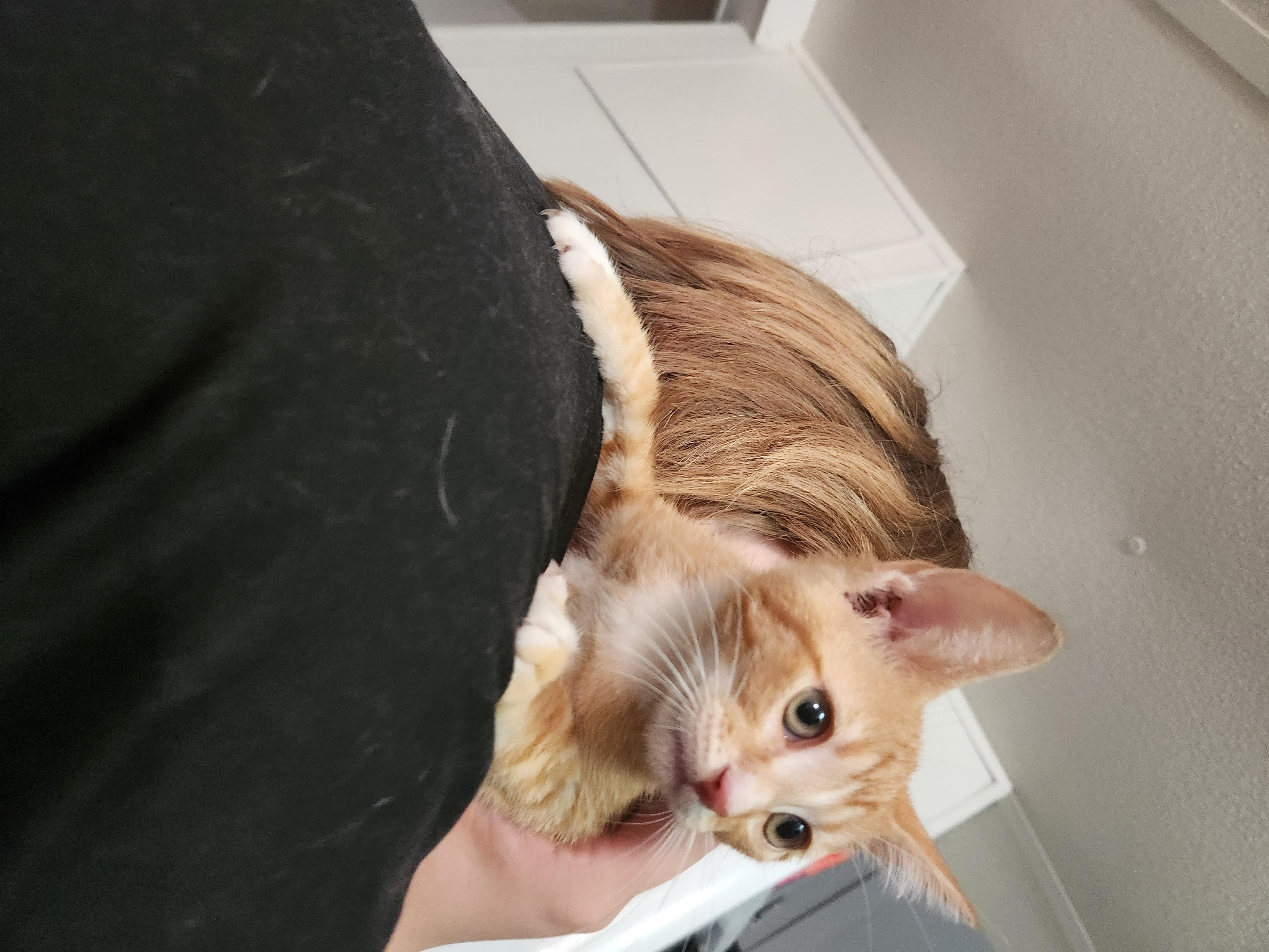Ren, Adoptable, Young Male Domestic Short Hair.