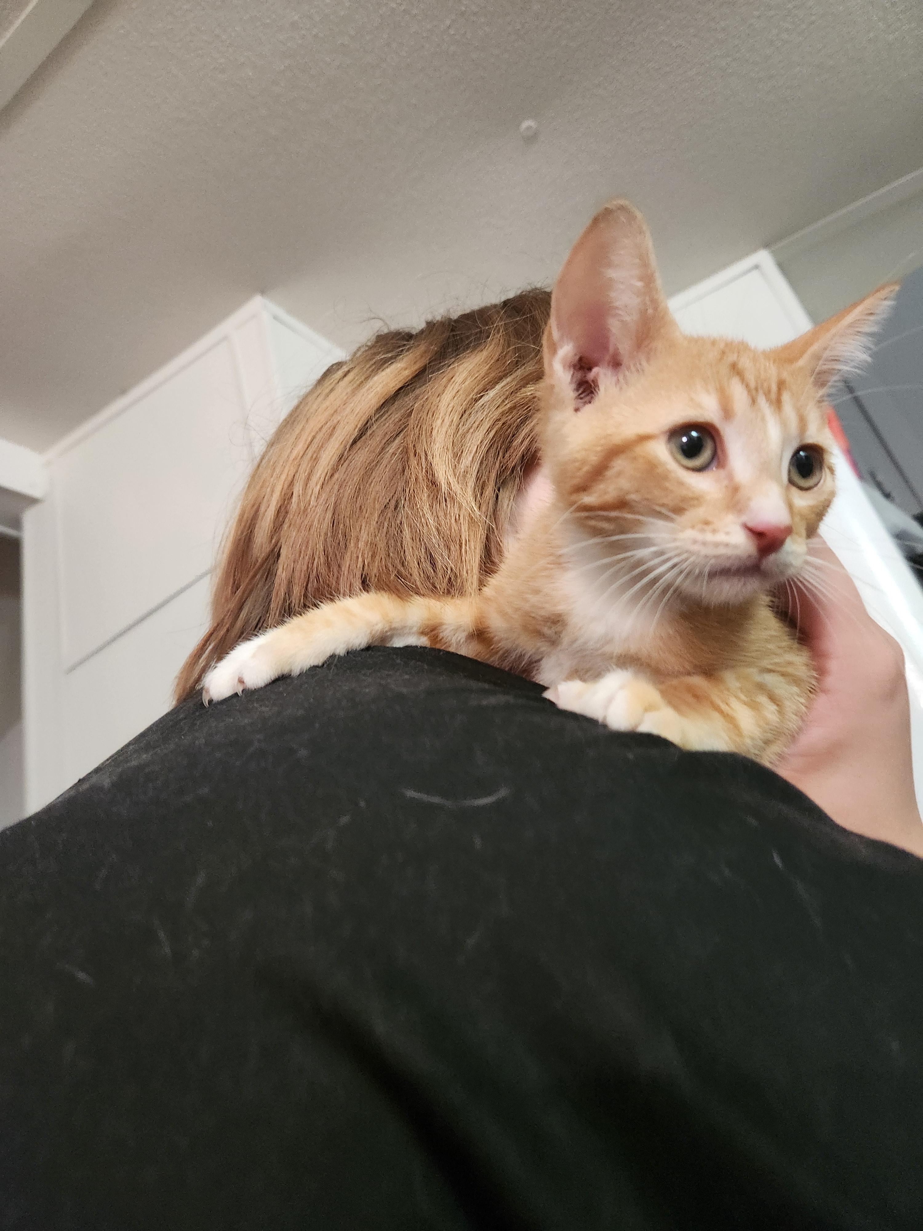 Ren, a ADOPTABLE Domestic Short Hair in Mount Pleasant, TX image 3/6