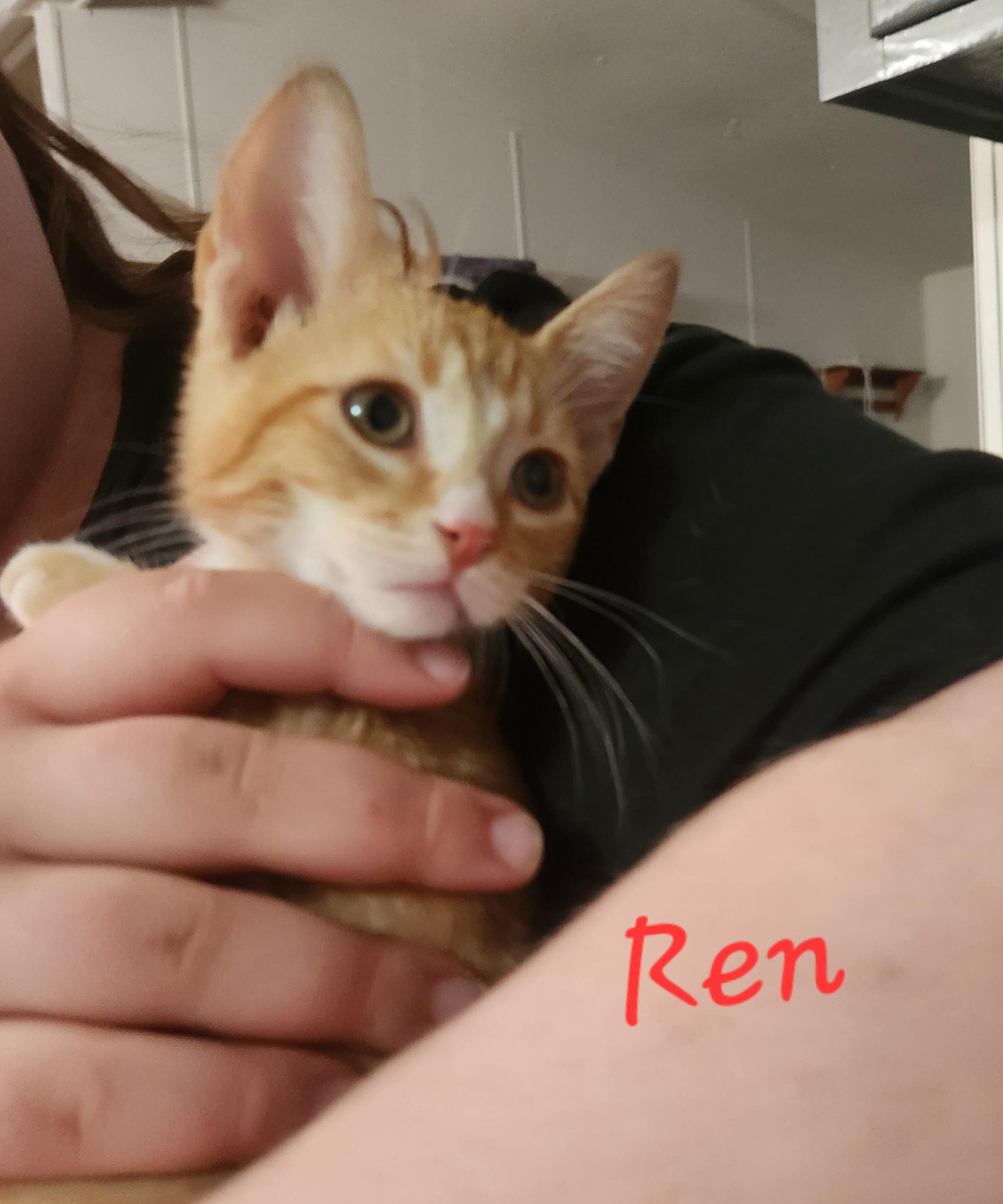 Ren, a ADOPTABLE Domestic Short Hair in Mount Pleasant, TX image 1/6