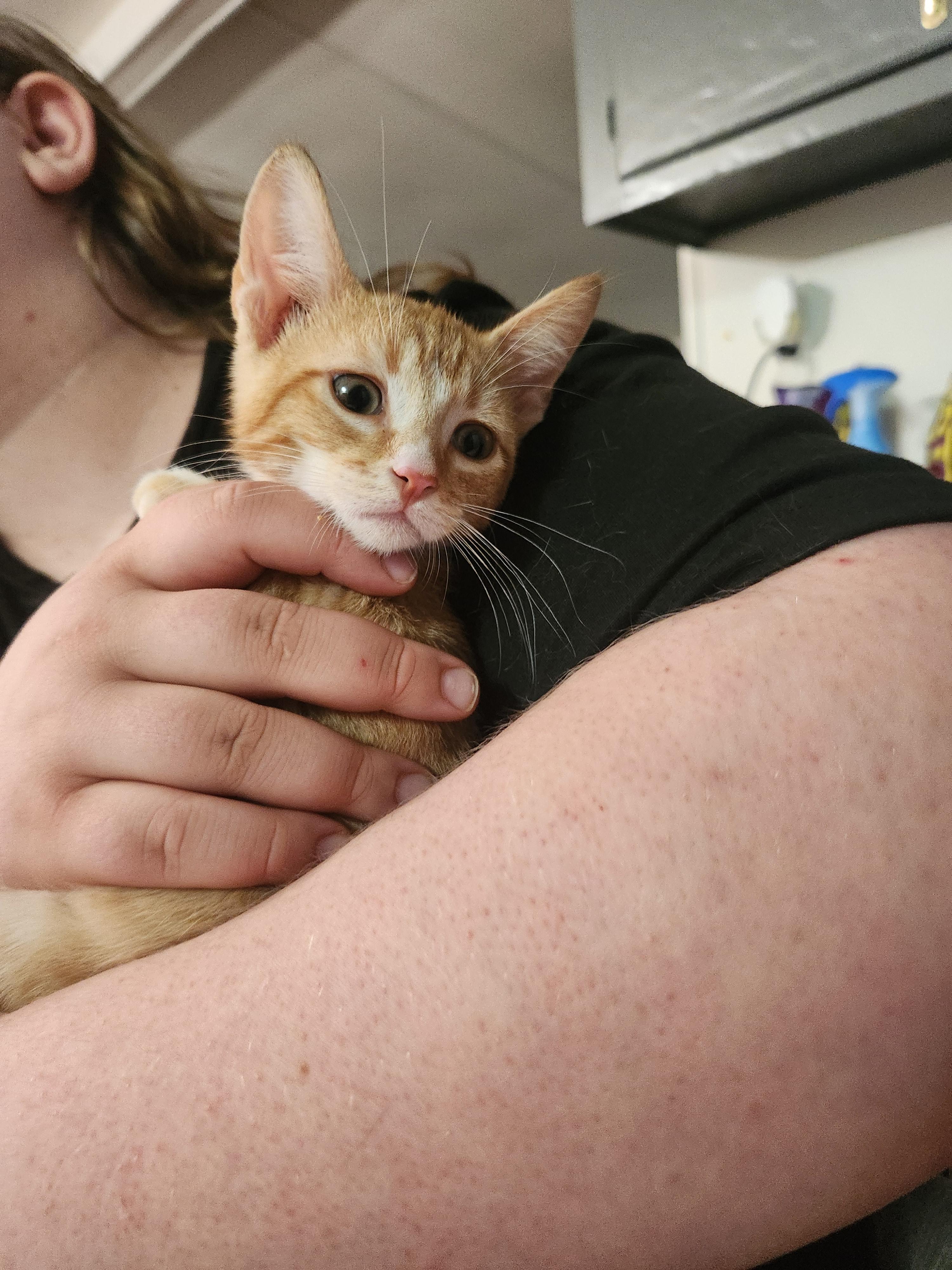 Ren, a ADOPTABLE Domestic Short Hair in Mount Pleasant, TX image 5/6