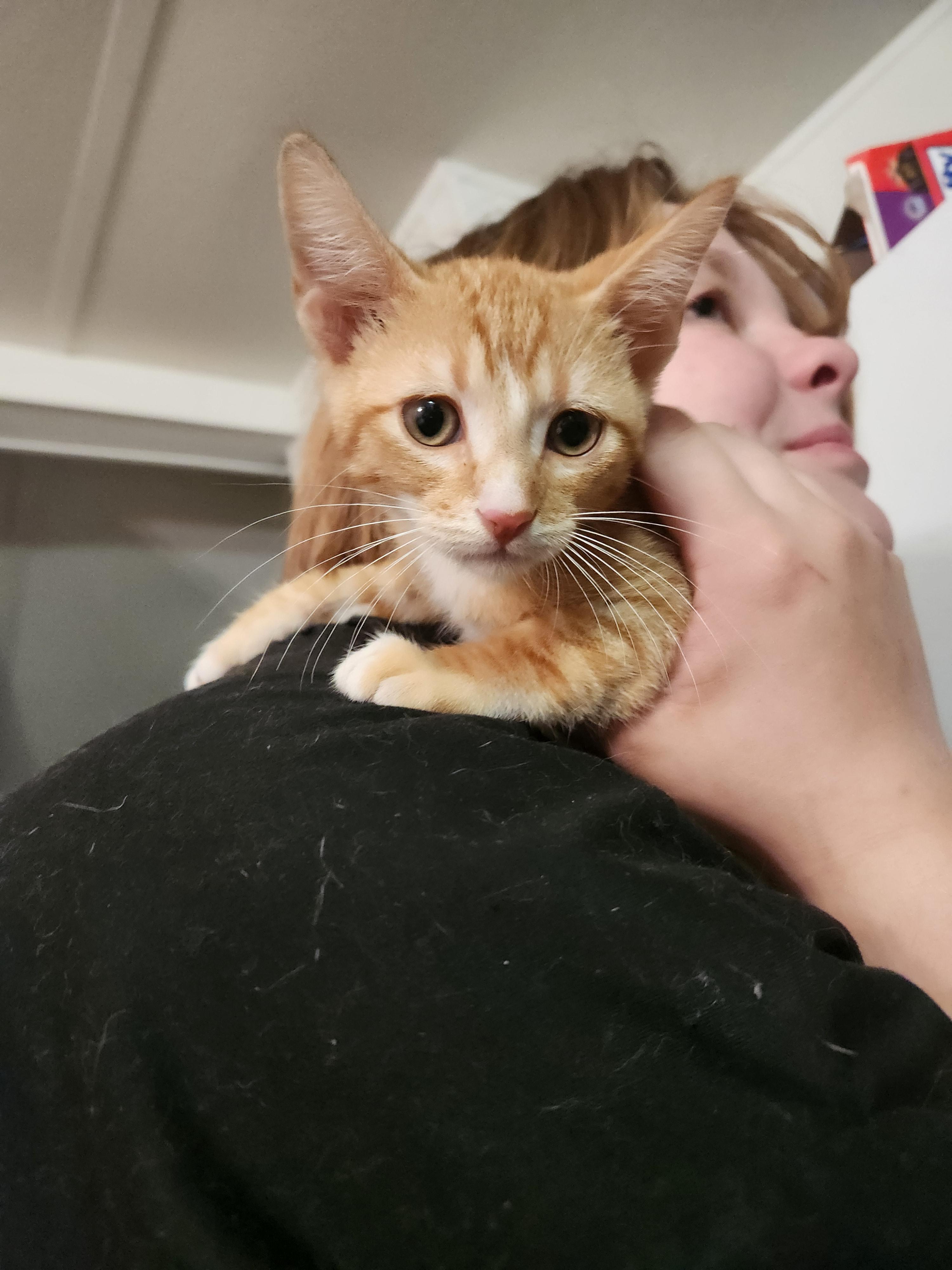 Ren, a ADOPTABLE Domestic Short Hair in Mount Pleasant, TX image 4/6