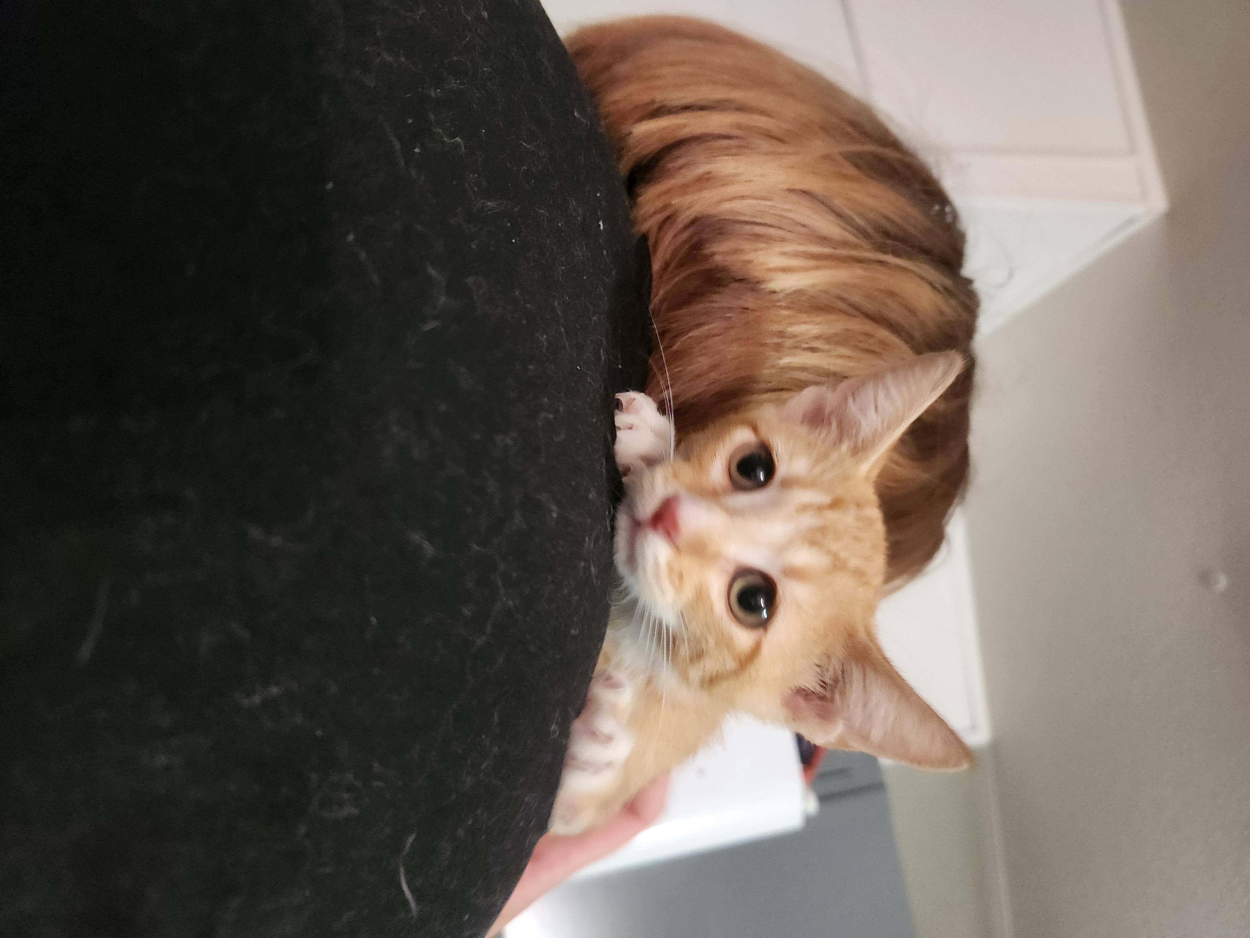Enlarge Ren, a Adoptable Domestic Short Hair in Mount Pleasant, TX image 2/6