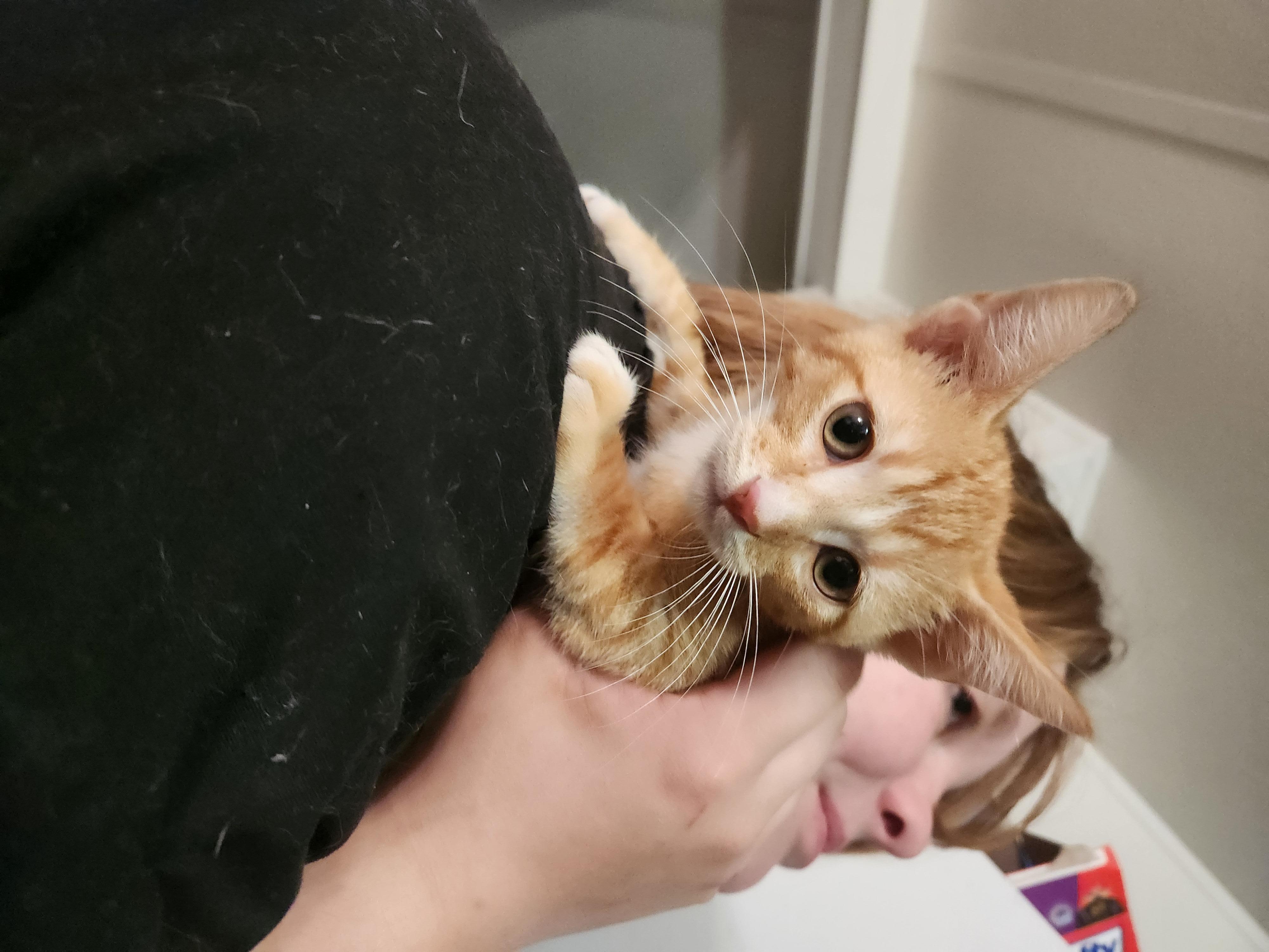 Enlarge Ren, a Adoptable Domestic Short Hair in Mount Pleasant, TX image 3/6
