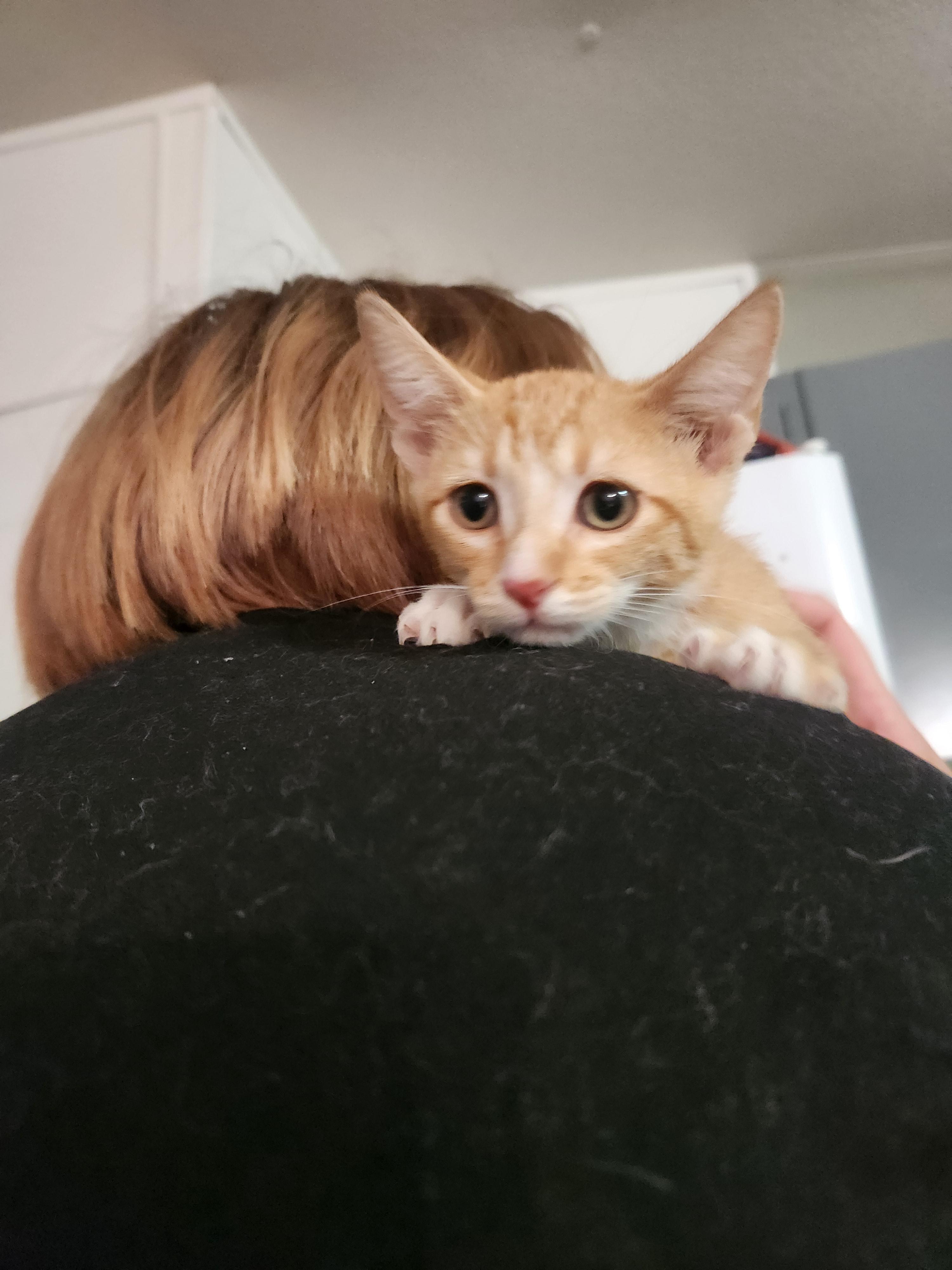 Ren, a ADOPTABLE Domestic Short Hair in Mount Pleasant, TX image 2/6